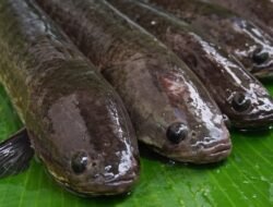 Sakti, Rahasia Pulih Kilat Hanya Dengan Makan Ikan Gabus