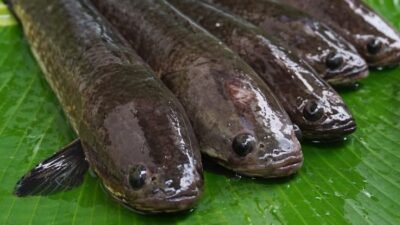 Ilustrasi - Ingin luka operasi cepat kering? Konsumsi ikan gabus setiap hari! Simak 12 manfaat ajaib ikan gabus untuk kesehatan, otot, hingga penyembuhan luka. (Dok. Ist)