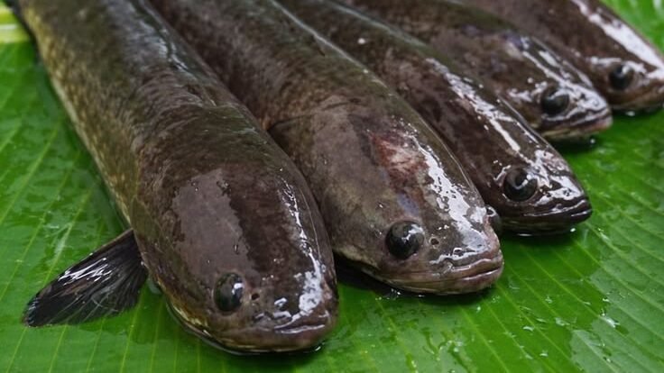 Ilustrasi - Ingin luka operasi cepat kering? Konsumsi ikan gabus setiap hari! Simak 12 manfaat ajaib ikan gabus untuk kesehatan, otot, hingga penyembuhan luka. (Dok. Ist)