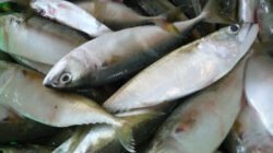 Ilustrasi - Ikan kembung ternyata memiliki kandungan Omega-3 yang lebih tinggi daripada salmon. Simak keunggulan nutrisi ikan lokal ini untuk kesehatan jantung Anda. (Dok. Ist)