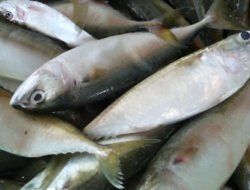 Ikan Asli Indonesia Ini Punya Omega-3 Tertinggi, Salmon Kalah