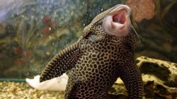 Ilustrasi - Ikan sapu-sapu ternyata punya predator lokal di Indonesia. Temukan hewan apa saja yang doyan memangsa ikan invasif ini untuk menyelamatkan ekosistem sungai. (Dok. Ist)