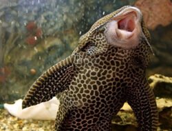 Bikin Kaget, Hewan Lokal Ini Doyan Ikan Sapu-Sapu