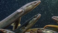 Peneliti BRIN mengungkapkan ikan sidat asli Indonesia memiliki kandungan Omega-3 tertinggi di dunia mengalahkan salmon.