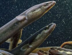 Kalahkan Salmon, BRIN Sebut Ikan Sidat Lokal Punya Omega-3 Tertinggi di Dunia