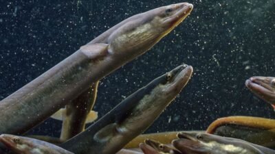 Peneliti BRIN mengungkapkan ikan sidat asli Indonesia memiliki kandungan Omega-3 tertinggi di dunia mengalahkan salmon.