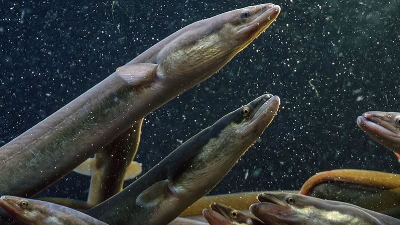 Peneliti BRIN mengungkapkan ikan sidat asli Indonesia memiliki kandungan Omega-3 tertinggi di dunia mengalahkan salmon.