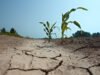 Sering Keliru, Ini Bedanya Kemarau dan El Nino