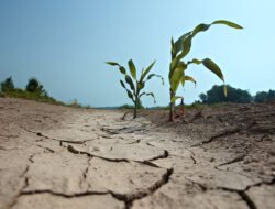 Sering Keliru, Ini Bedanya Kemarau dan El Nino