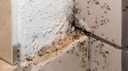 Ilustrasi - Kesal dengan kehadiran semut di rumah? Temukan penyebab dan cara ampuh mengusir semut menggunakan bahan alami seperti kopi, cuka, hingga kayu manis. (Dok. Ist)