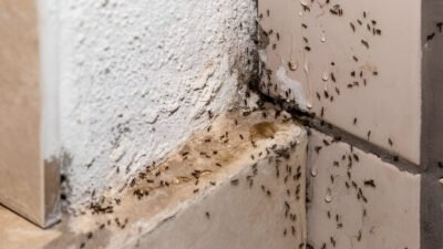 Ilustrasi - Kesal dengan kehadiran semut di rumah? Temukan penyebab dan cara ampuh mengusir semut menggunakan bahan alami seperti kopi, cuka, hingga kayu manis. (Dok. Ist)