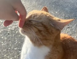 Cara Ampuh Usir Kucing Liar BAB Sembarangan