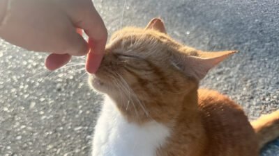 Ilustrasi - Temukan 7 cara alami untuk mencegah kucing liar berak sembarangan di halaman rumah. Simak tips praktis menggunakan bahan alami agar rumah tetap bersih. (Dok. Ist)