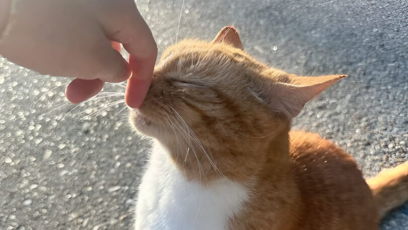 Ilustrasi - Temukan 7 cara alami untuk mencegah kucing liar berak sembarangan di halaman rumah. Simak tips praktis menggunakan bahan alami agar rumah tetap bersih. (Dok. Ist)