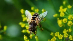 "Lebah bukan hanya sekadar serangga penghasil madu. Ketahui berbagai fungsi krusial lebah bagi keseimbangan lingkungan, suplai makanan, dan gaya hidup manusia."