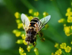 Lebih dari Sekadar Penghasil Madu, Ini 5 Fungsi Lebah yang Sangat Vital bagi Kehidupan