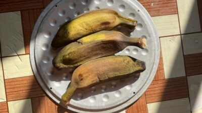 "Pisang rebus merupakan camilan tradisional yang padat nutrisi. Ketahui lima manfaat luar biasa pisang rebus untuk melancarkan pencernaan hingga menjaga tekanan darah."
