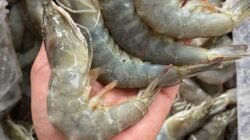 "Jangan ragu makan hidangan laut yang satu ini. Simak beragam manfaat mengonsumsi udang bagi kesehatan tubuh, mulai dari menjaga jantung hingga menutrisi otak."