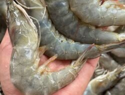 Lezat dan Bergizi, Ini 5 Manfaat Mengonsumsi Udang bagi Kesehatan Tubuh