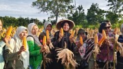 "Lahan kosong milik PCNU Kubu Raya di Desa Kuala Dua berhasil disulap menjadi kebun jagung produktif. Inisiatif ini menjadi contoh nyata kolaborasi lintas sektor dalam menjaga ketahanan pangan daerah."