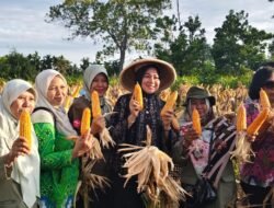 Manfaatkan Lahan Pekarangan, PCNU Kubu Raya Sukses Panen Jagung Dukung Ketahanan Pangan