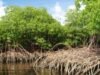 Polda Sikat Kasus Mangrove Kubu Raya