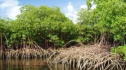 Ilustrasi kawasan hutan mangrove yang mengalami kerusakan dan penyusutan luas akibat maraknya praktik eksploitasi serta alih fungsi lahan ilegal.