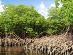Polda Sikat Kasus Mangrove Kubu Raya