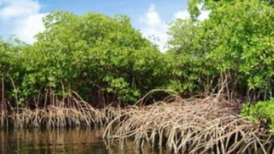 Ilustrasi kawasan hutan mangrove yang mengalami kerusakan dan penyusutan luas akibat maraknya praktik eksploitasi serta alih fungsi lahan ilegal.