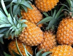 Lawan Asam Urat Pakai Nanas Produksi Lokal