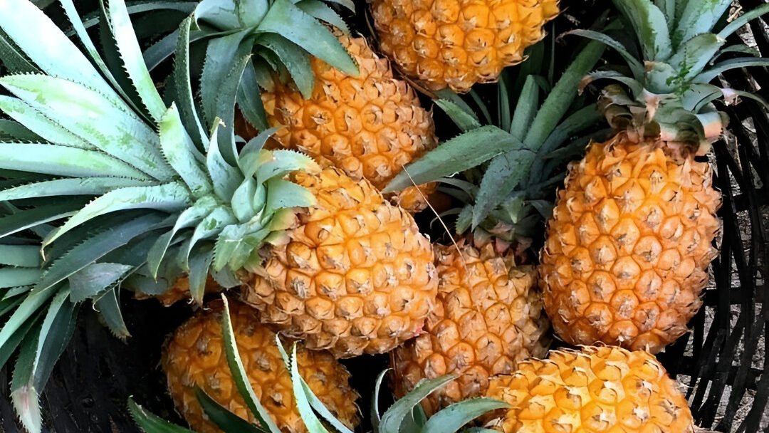 Ilustrasi - Indonesia jadi produsen nanas nomor satu dunia. Simak manfaat enzim bromelain dalam nanas untuk tangkal asam urat dan nyeri sendi di sini. (Dok. Ist)