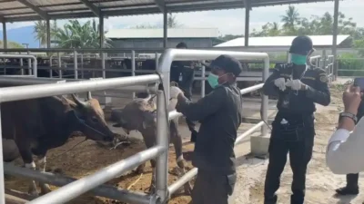 Barantin resmi memperketat pengawasan lalu lintas hewan kurban jelang perayaan Idul Adha 2026 guna mencegah penyebaran wabah penyakit dan jaga pangan.