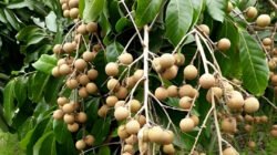 Ilustrasi - Cari tahu jenis pohon kelengkeng yang cepat berbuah dan cocok untuk lahan sempit. Simak daftar kelengkeng unggulan seperti Pingpong dan Ruby Longan di sini. (Dok. Ist)