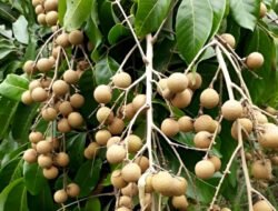 5 Jenis Pohon Kelengkeng Cepat Berbuah Untuk Kebun Rumah