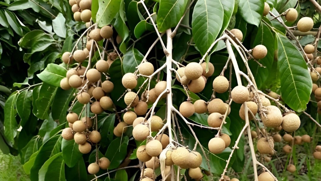 Ilustrasi - Cari tahu jenis pohon kelengkeng yang cepat berbuah dan cocok untuk lahan sempit. Simak daftar kelengkeng unggulan seperti Pingpong dan Ruby Longan di sini. (Dok. Ist)