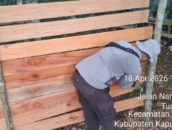 Resahkan Warga, Lokasi Praktik Judi Sabung Ayam di Semitau Dibongkar Aparat