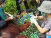 Tim Gabungan Lakukan Evakuasi Orangutan di Kayong Utara, Cegah Konflik Satwa dan Warga