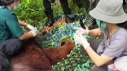 Petugas gabungan saat melakukan proses evakuasi dan pengamanan seekor orangutan liar yang tersesat masuk ke area perkebunan warga di Simpang Hilir.