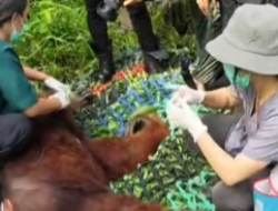 Tim Gabungan Lakukan Evakuasi Orangutan di Kayong Utara, Cegah Konflik Satwa dan Warga