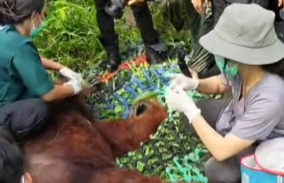 Petugas gabungan saat melakukan proses evakuasi dan pengamanan seekor orangutan liar yang tersesat masuk ke area perkebunan warga di Simpang Hilir.