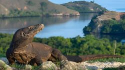Ilustrasi - Taman Nasional Komodo berhasil menempati peringkat kedua sebagai tempat terindah di dunia tahun 2026 versi Time Out, ungguli Amerika dan Portugal. (Dok. Ist)