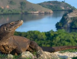 Taman Nasional Komodo Jadi Tempat Terindah Kedua Dunia