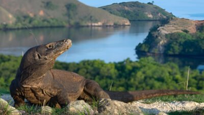 Ilustrasi - Taman Nasional Komodo berhasil menempati peringkat kedua sebagai tempat terindah di dunia tahun 2026 versi Time Out, ungguli Amerika dan Portugal. (Dok. Ist)