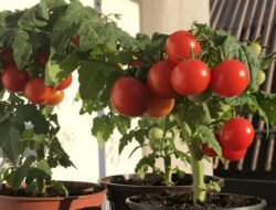 Tanam 9 Buah Kerdil Ini, Panen Melimpah Terus