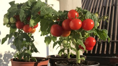 Ilustrasi - Sulap lahan sempit menjadi kebun produktif. Segera tanam 9 jenis pohon buah kerdil ini di dalam pot untuk menikmati panen melimpah dari rumah Anda. (Dok. Ist)