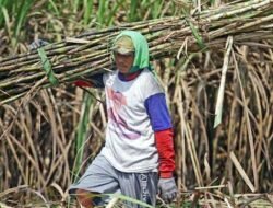 Target Swasembada Gula Nasional: Pemerintah Optimistis, Petani Keluhkan Rembesan Impor di Perbatasan