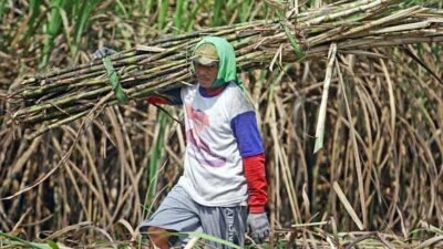 "Pemerintah menargetkan swasembada gula konsumsi pada 2027. Namun, petani tebu menyoroti masih maraknya peredaran gula impor di wilayah perbatasan yang mengancam serapan produksi lokal."