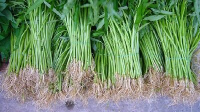 "Hindari mengonsumsi kangkung liar secara berlebihan. Tanaman ini mudah menyerap logam berat berbahaya dan berisiko membawa parasit bagi kesehatan tubuh."