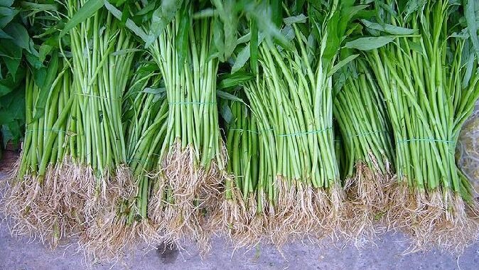 "Hindari mengonsumsi kangkung liar secara berlebihan. Tanaman ini mudah menyerap logam berat berbahaya dan berisiko membawa parasit bagi kesehatan tubuh."