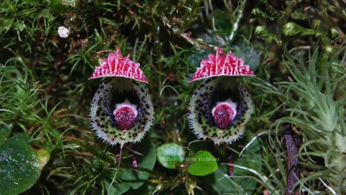 Corybas calopeplos, salah satu dari anggrek Indonesia yang baru didokumentasikan oleh Badan Riset dan Inovasi Nasional (BRIN)